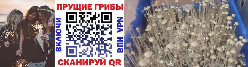 Купить закладки  Первоуральск  Галлюциногенные грибы Psilocybine cubensis 